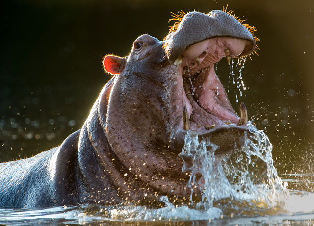 Malilangwe Wildlife Reserve Safari Special –  US$2,184pp 