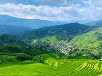 🌾 Stairway to Heaven: LongJi’s Golden Rice Terraces 🌄