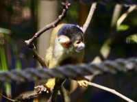 Toronga Zoo 