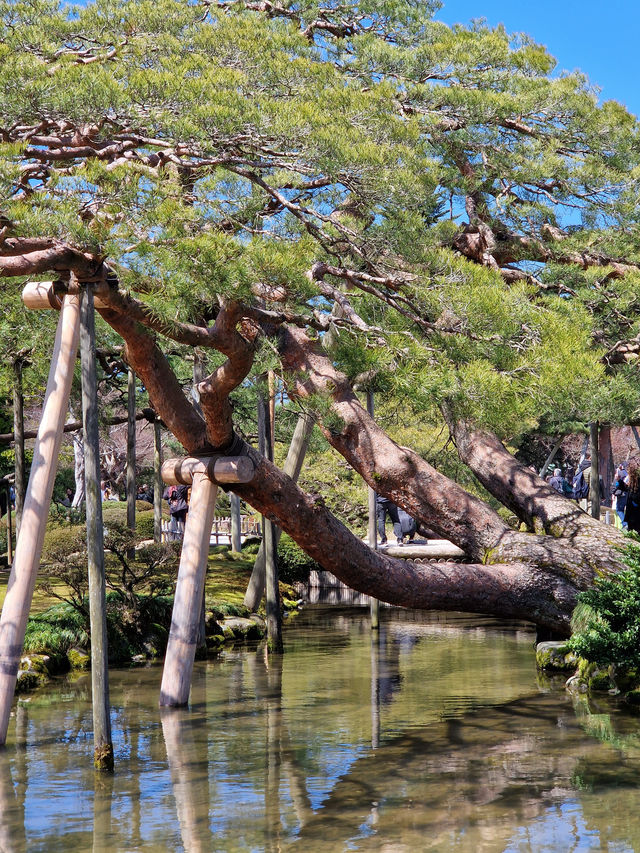 Kanazawa in 3 Days: A Cultural Feast (With Curry on Top!)