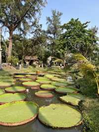 Here I felt myself as Thumbelina 🌿 Bình Quới Tourist Village