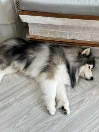 Dog in Town Ari – A Cozy Dog Café in Bangkok  