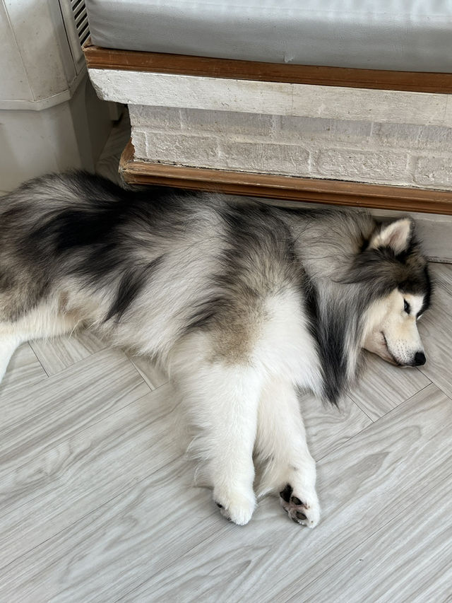 Dog in Town Ari – A Cozy Dog Café in Bangkok  