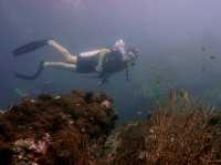 Diving into Ko Phi Phi