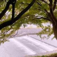 Nara: Deer, Temples & Timeless Japanese Charm 🇯🇵✨