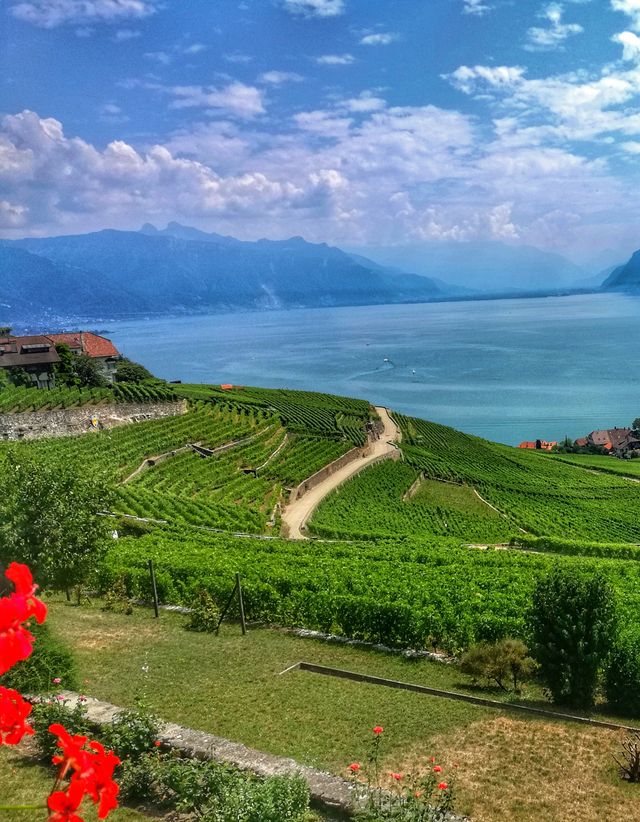 Vineyard