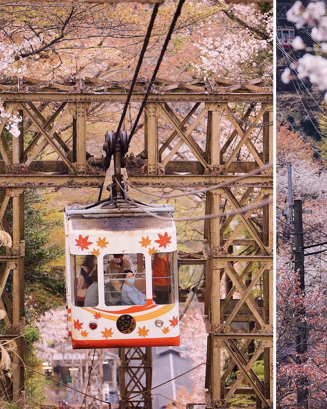 [Yoshino Mountain Free Travel‧Cherry Blossom Valley Guide] 🌸✨