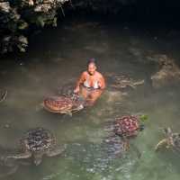 Swimming with sea turtles!