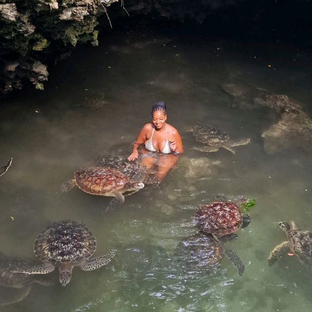 Swimming with sea turtles!