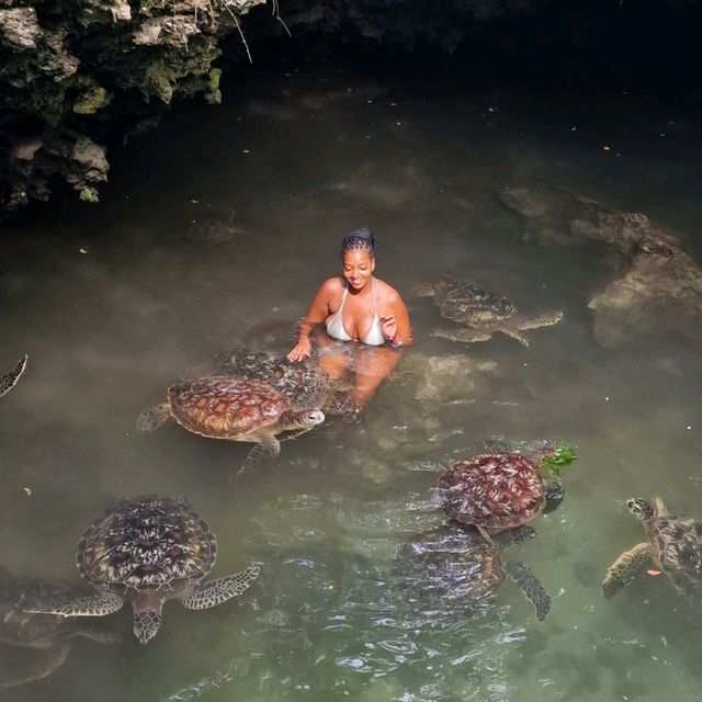 Swimming with sea turtles!