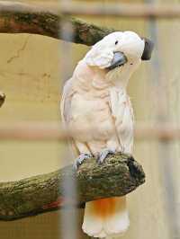 A Feathered Adventure at KL Bird Park 🦚