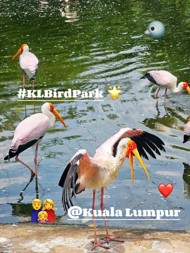 A Feathered Adventure at KL Bird Park 🦚