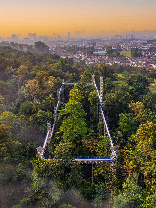 Walking on 🌳 FOREST SKYWALK 🌳