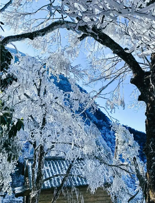 I've been scolded crazy by my friends! I went to Chenzhou for the rime and snow scenery!