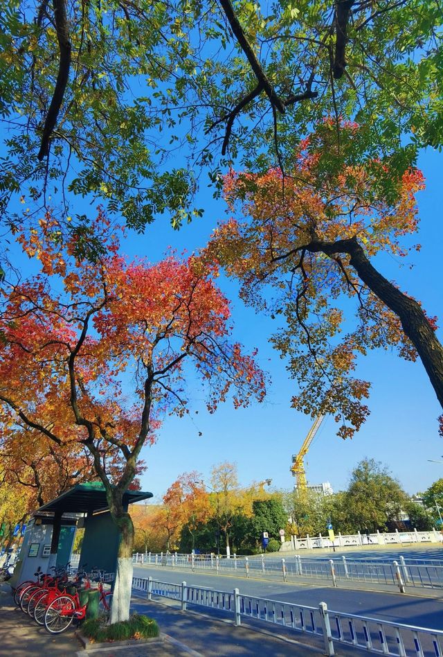 孤山公園|90%的人不知道這裡的秋景有多絕