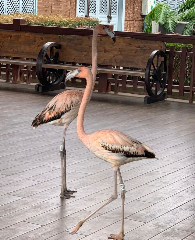 紅樹灣濕地公園｜海口火烈鳥天堂