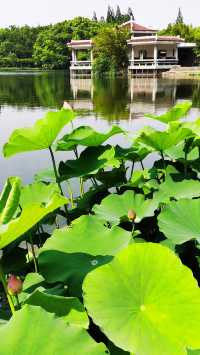 “滬東小西湖”——楊浦公園