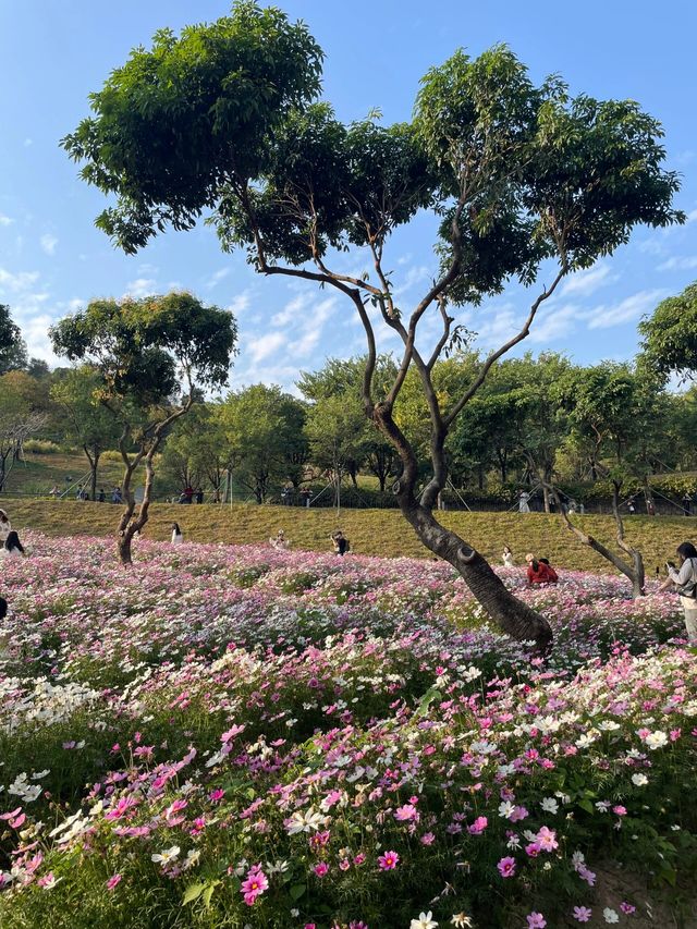 深圳西麗生態公園｜戶外溜孩子好去處
