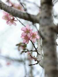 泡泡ooO 南溪山公園（大門）關注桂林|藏在市區裡的百花園香飄