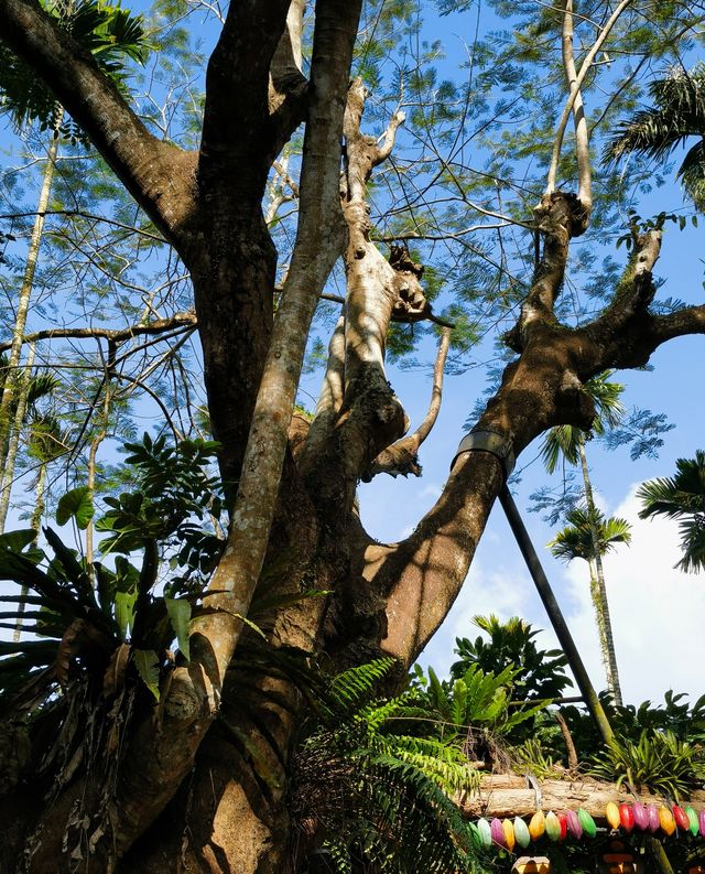 興隆熱帶植物園——科技是第一生產力的實例解讀