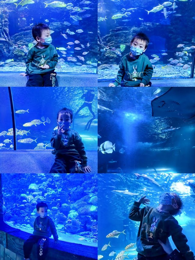 北京室內遛孩寶地｜在海底世界打開小朋友更多的好奇心