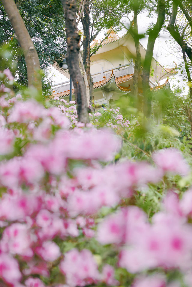 春日限定最美花路！就在廣州麓湖公園鴻鹄樓！