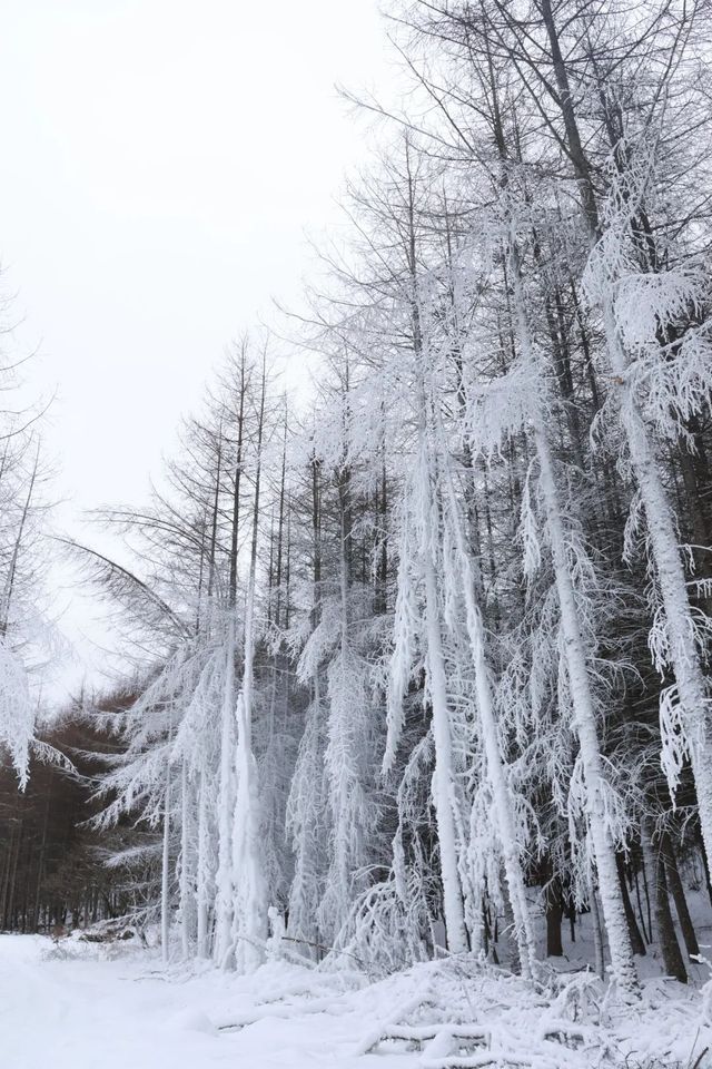 巴山湫池·冰雪大世界等你來遊玩嬉戲打卡 巴山湫池·冰雪大世界等你來遊玩嬉戲打卡