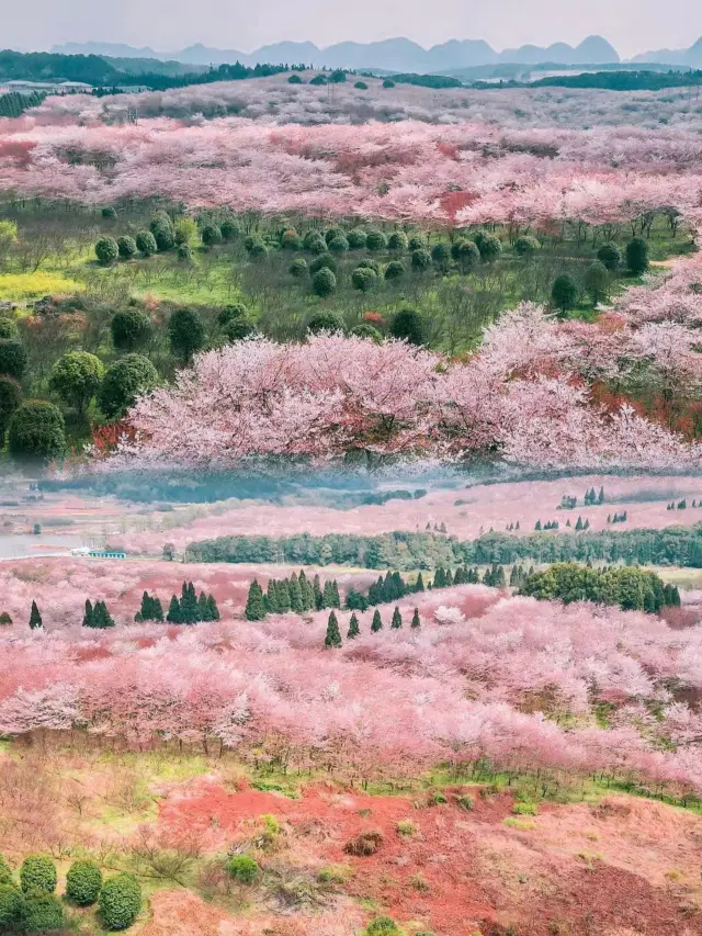 一年一度的櫻花季又來啦