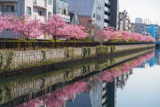 日本東京早櫻最佳賞花地