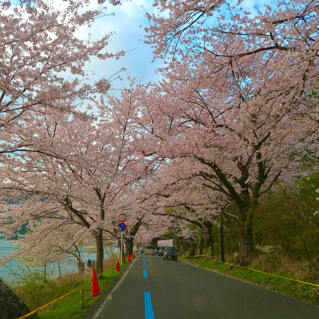 海津大崎の桜　滋賀県