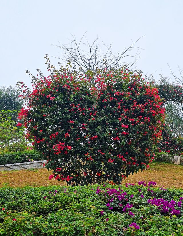 東莞春季賞花地圖