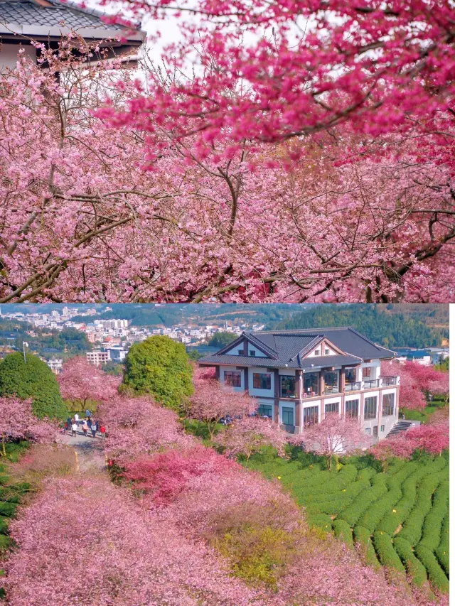 The cherry blossoms of ten thousand hectares have officially entered the blooming period
