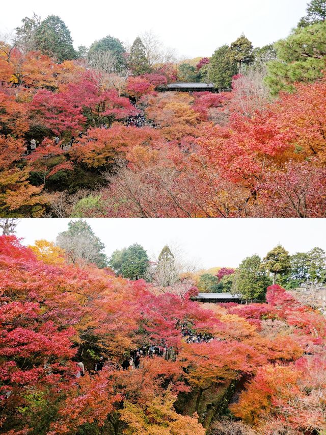 人生建議：一定要來京都，看一場紅葉狩