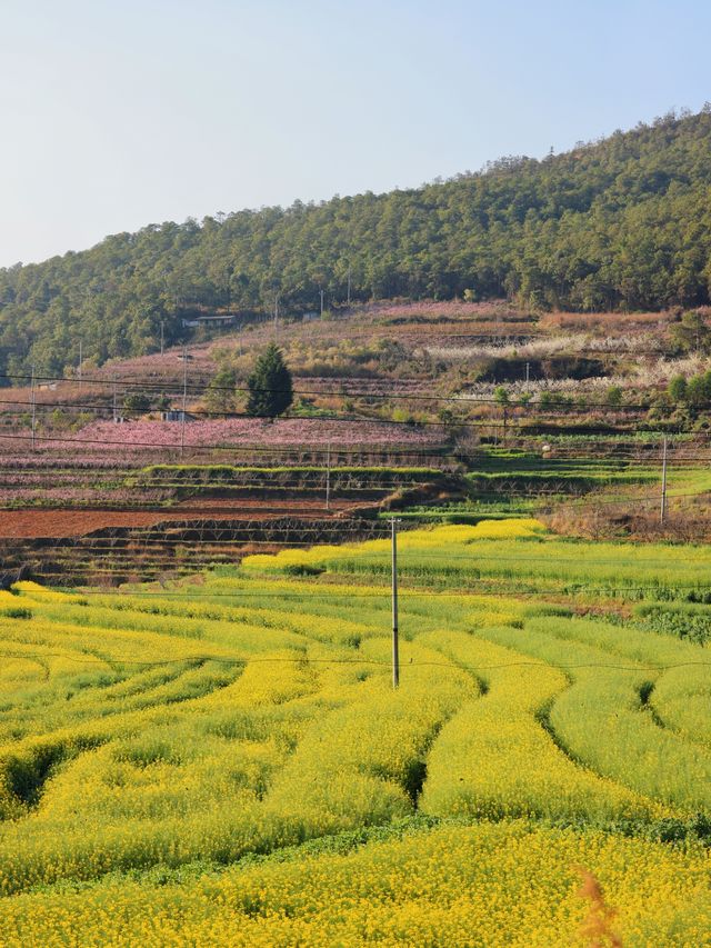 大理雾本賞花之旅｜為桃花而來，卻更愛油菜花！（附攻略）