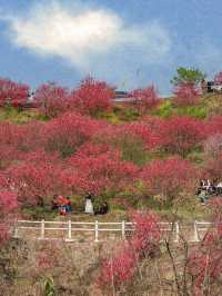 滿山都是桃花梨花開，成都出發2小時到無邊花海