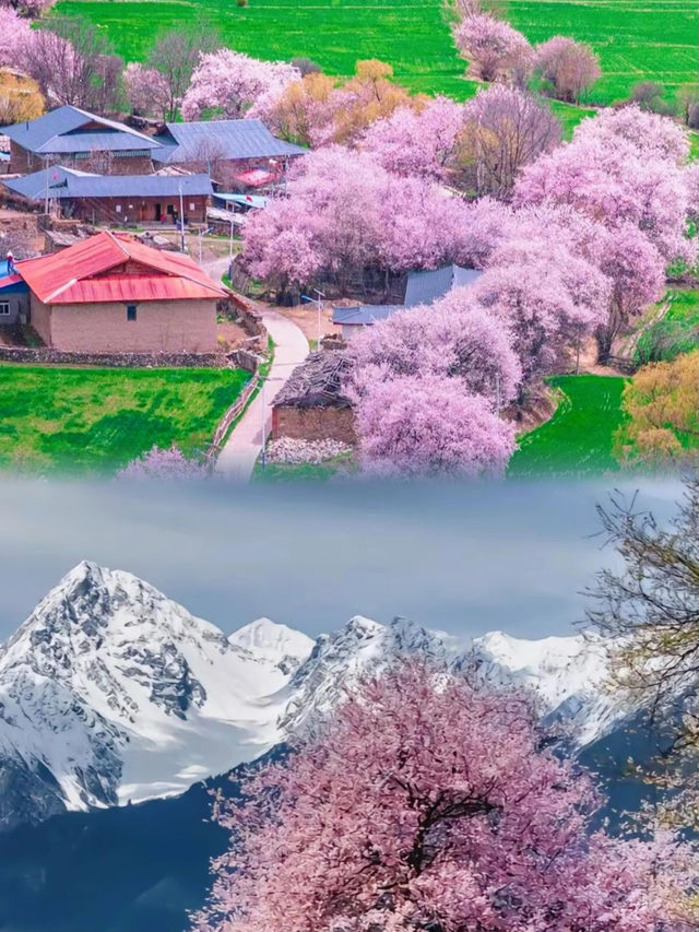 西藏三月出行計劃不可錯過的林芝桃花季
