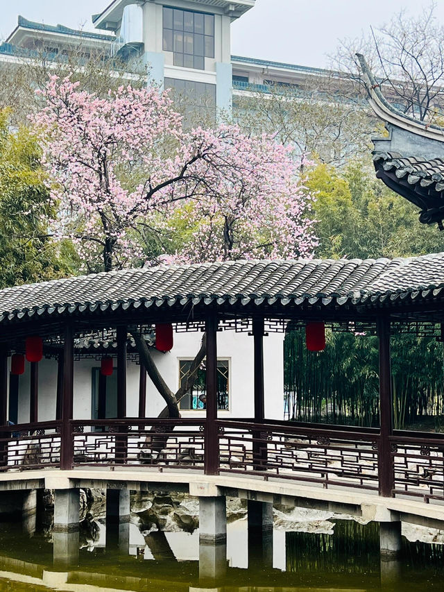 在北京江南韵味紫竹院杏花盛開似蘇州