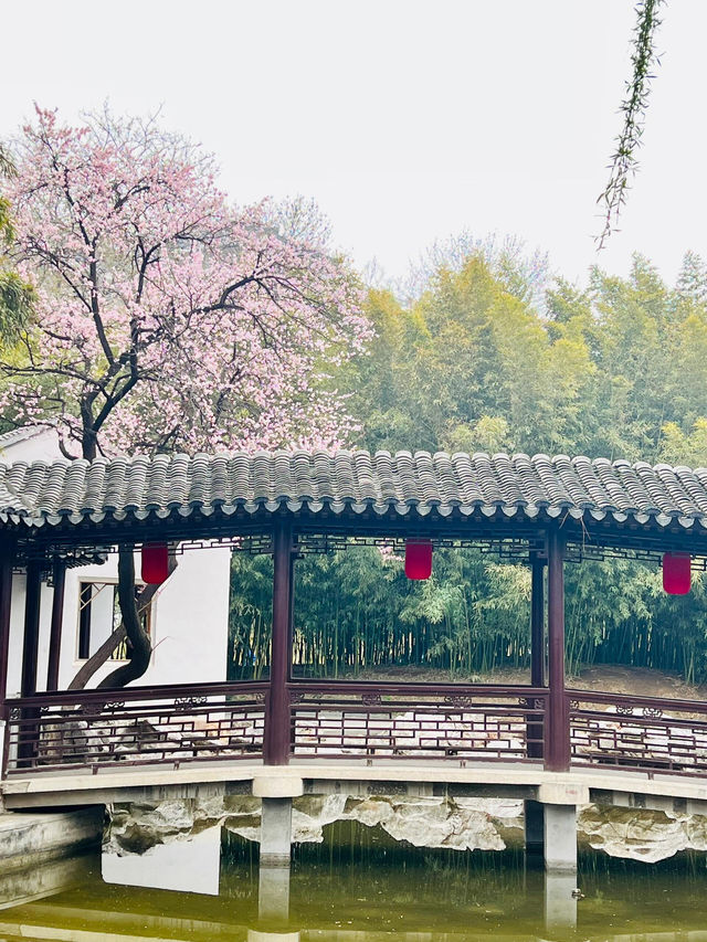 在北京江南韵味紫竹院杏花盛開似蘇州