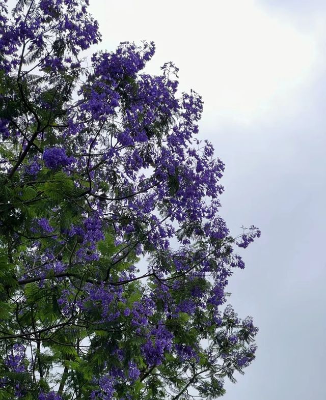 我好像拍到了宮崎駿漫畫裡的場景~