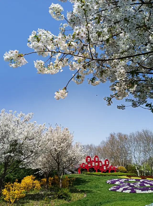 長風公園櫻花苑，春天玩點花的