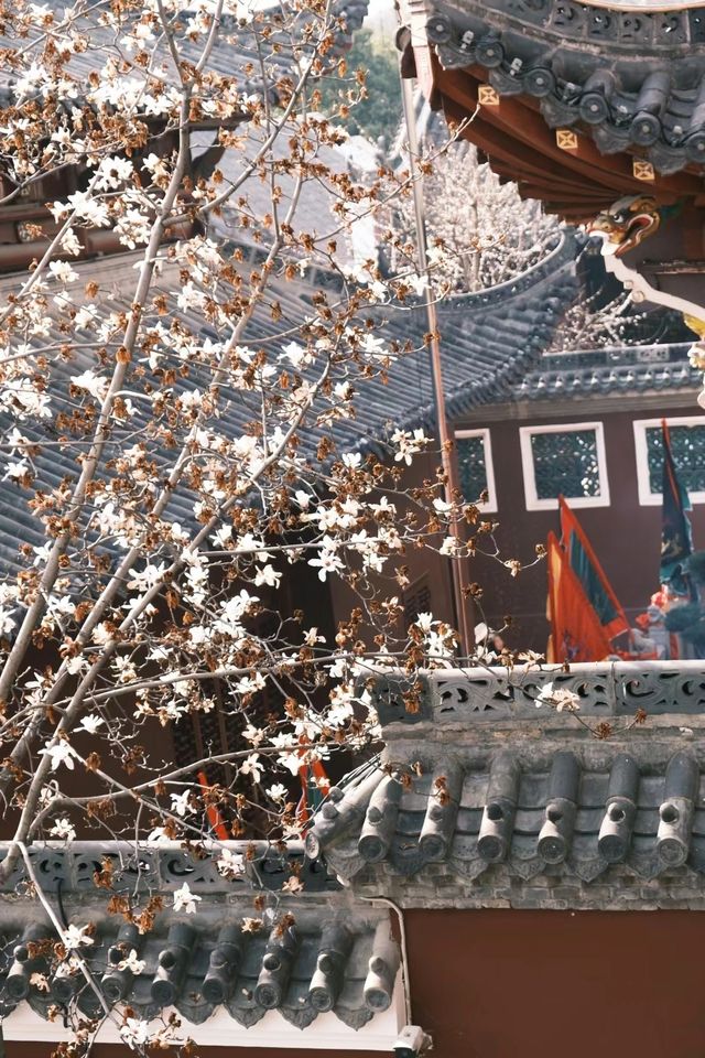 長春觀玉蘭花～我幫你們去看了！