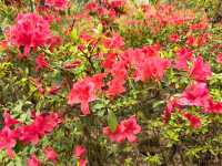 昆明杜鵑花節在黑龍潭公園開幕啦