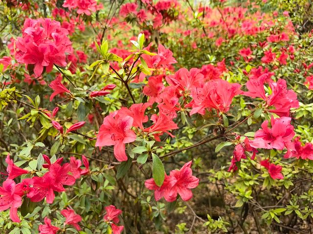 昆明杜鵑花節在黑龍潭公園開幕啦