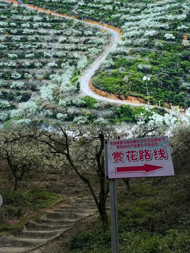 赴一場浪漫的山楂花之約—廣寧山渣花