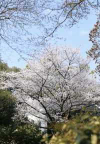 瑪瑙寺｜比起太子灣 我更愛西湖邊這個小眾櫻花寺廟