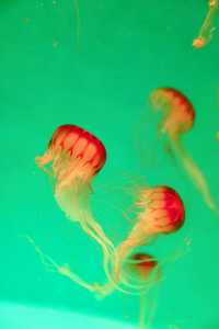 雲上海洋館·特別的存在