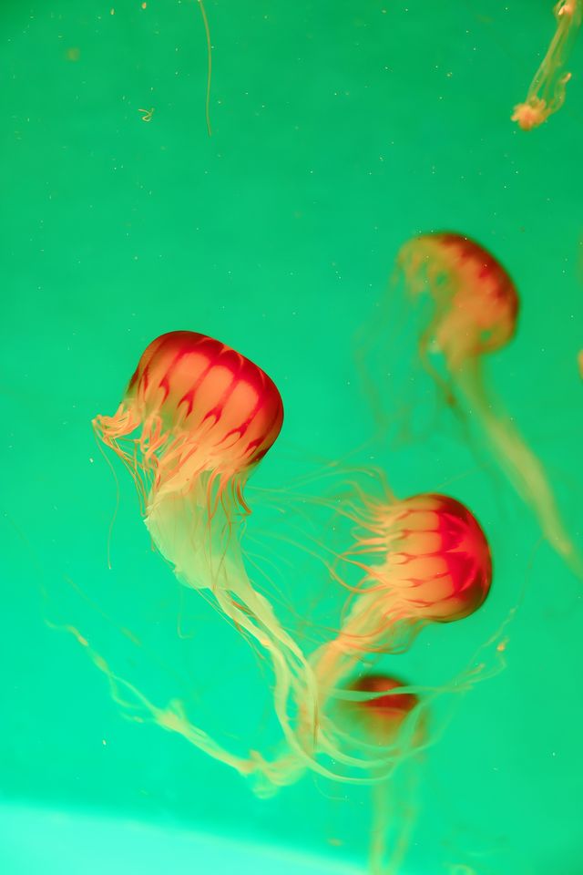 雲上海洋館·特別的存在 雲上海洋館·特別的存在