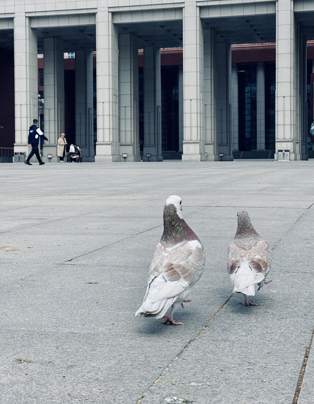 北京遛娃賞花餵鴿子曬太陽大學校園太美好了