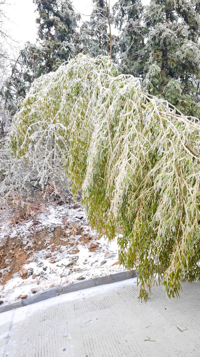 最美雪景｜春天冻雨覆蓋下的東林寺淨土苑