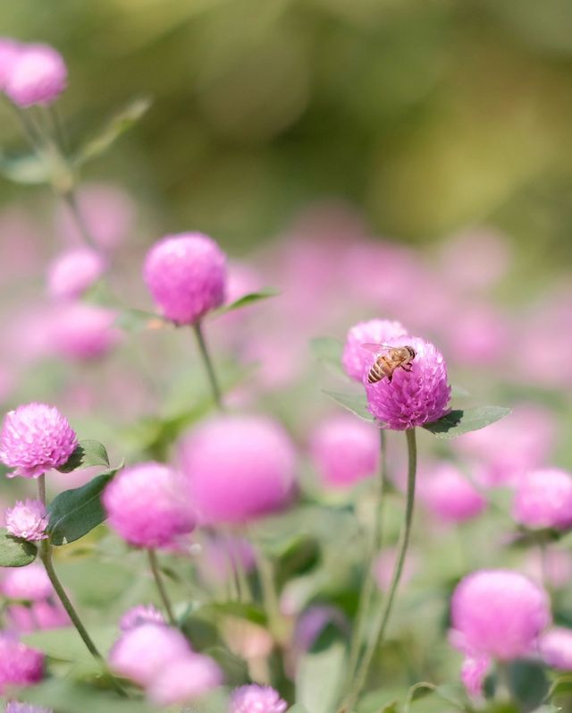 深圳女娲海濱公園/赴一場“花”“海”之約